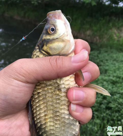 钓鱼鱼钩大小有没有比例 钓鱼时线组大小如何搭配4