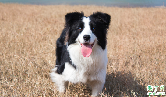 牧羊犬幼犬能吃生鱼吗 幼犬吃生鱼注意事项2