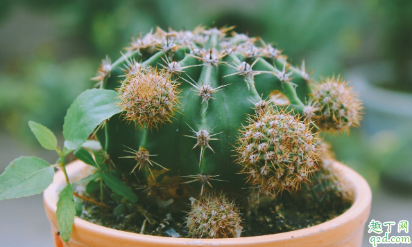 仙人掌类的植物好养活吗 养仙人掌的注意事项都有啥3