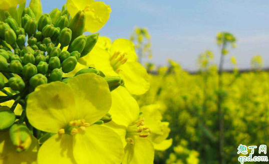 油菜烂杆是咋回事 油菜烂杆要用什么药防冶3