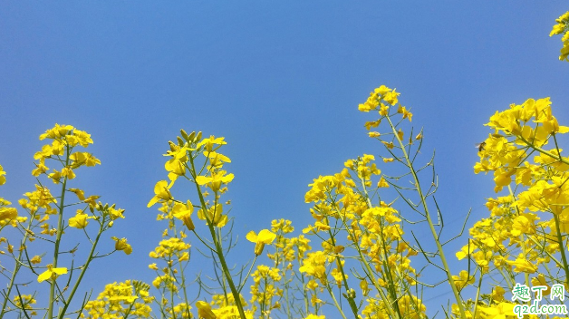 油菜苗弱怎么壮苗 越冬油菜早发壮苗的方法有哪些2