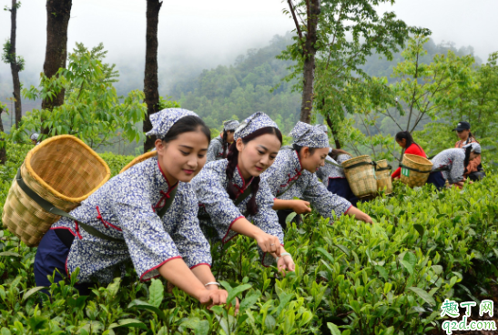 摘茶叶摘哪个部位 茶叶什么时候可以摘2