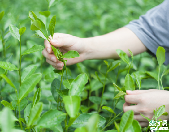 摘茶叶摘哪个部位 茶叶什么时候可以摘4