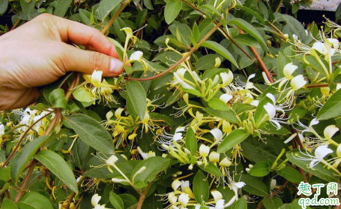 ​金银花可以种在庭院里吗 院里种植的金银花怎么养好2