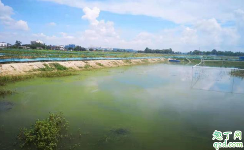 虾塘加井水白天加好晚上加好 虾塘加井水什么时间加好2