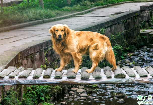 金毛缺钙要不要打针 金毛缺钙怎么补最快2