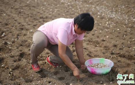 种大蒜为什么要盖稻草 种大蒜盖稻草还是用地膜3