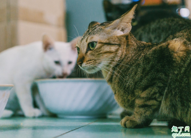 刚买回来的猫怎么喂食 买回来的幼猫不吃东西怎么办3