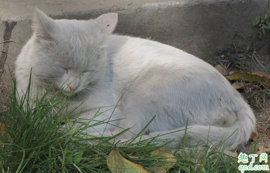 猫藓喷药后皮肤变黑正常么 猫咪长猫藓的皮肤为什么是黑色的2