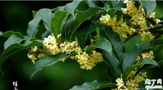 桂花树上结的桂籽能播种吗 桂花种子怎么种才能成活2