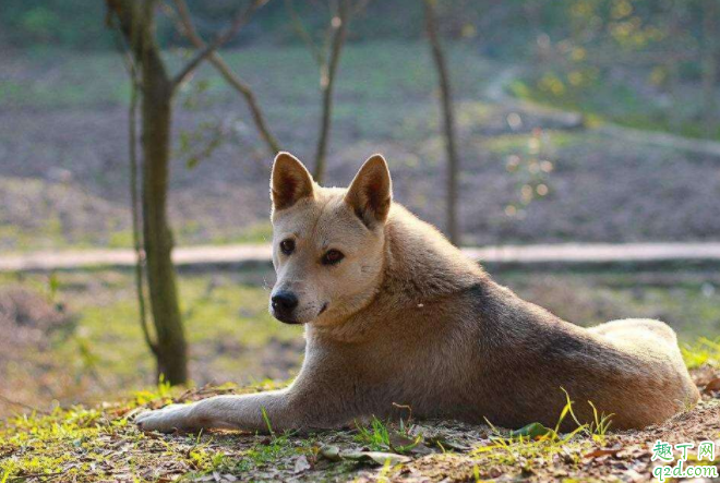 土狗选什么样子的最好 农村土狗寿命是多少年2