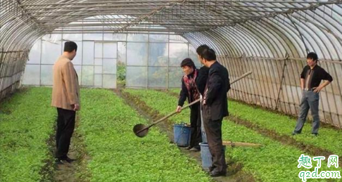 芹菜苗烂心烂根是什幺病 芹菜苗烂心怎么治2