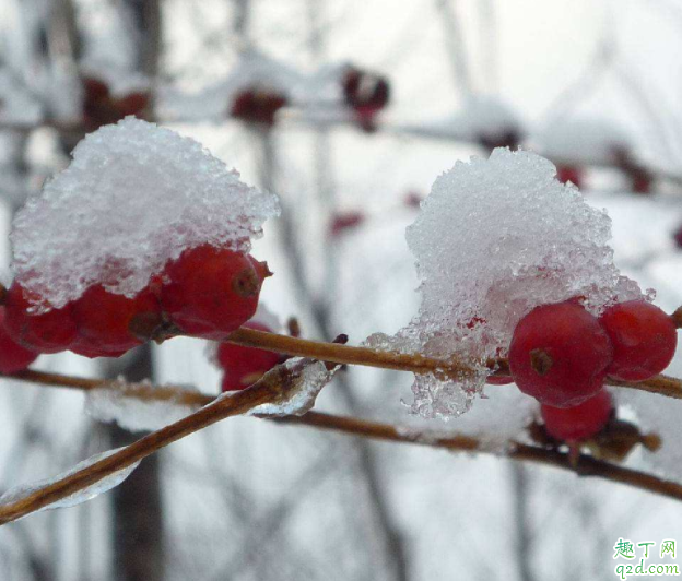 大雪节气后怎么做对身体好 大雪节气的时候可以吃什么3