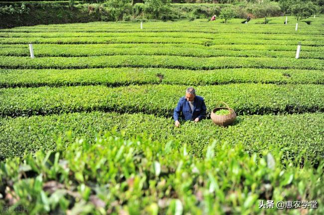 耕地占用税最新规定是什么（2022年耕地占用税最新规定）