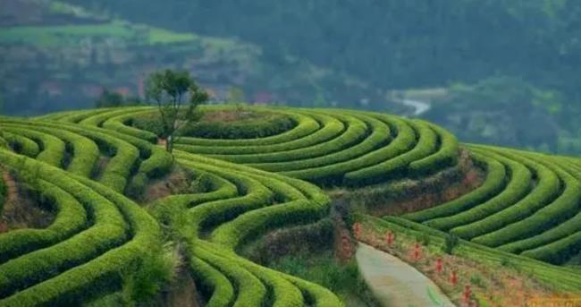 林地补偿应该怎么补（国家对荒山林地的赔偿标准）