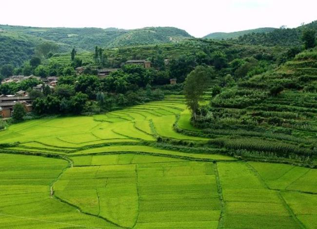 林地补偿应该怎么补（国家对荒山林地的赔偿标准）