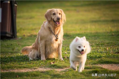 遛狗不牵绳违法怎么处理（遛狗牵绳的法律规定）