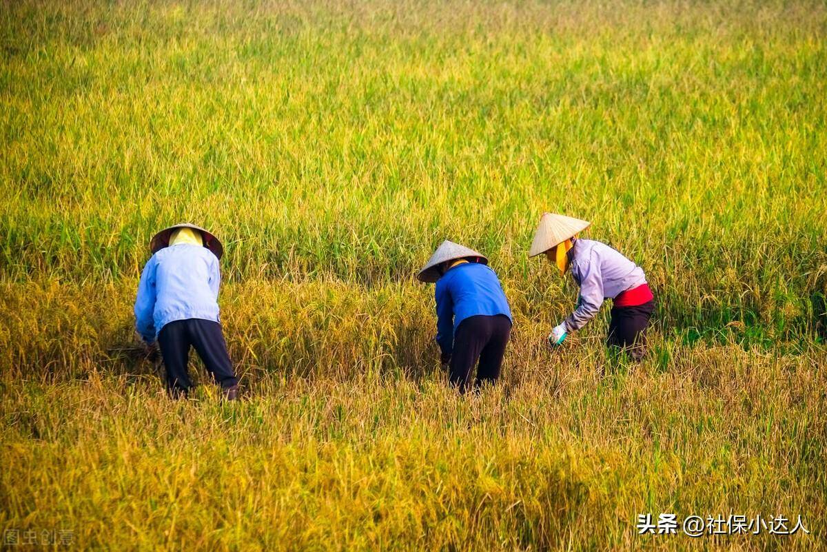 城乡居民养老保险档次是多少（关于养老保险缴费标准）