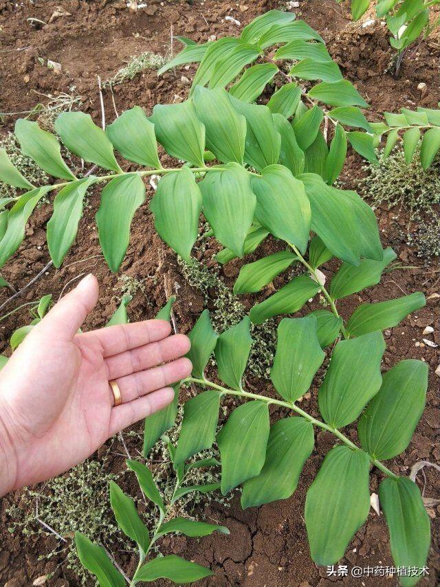 黄精种植技术亩产利润？多花姜型黄精，亩产值可达十万元