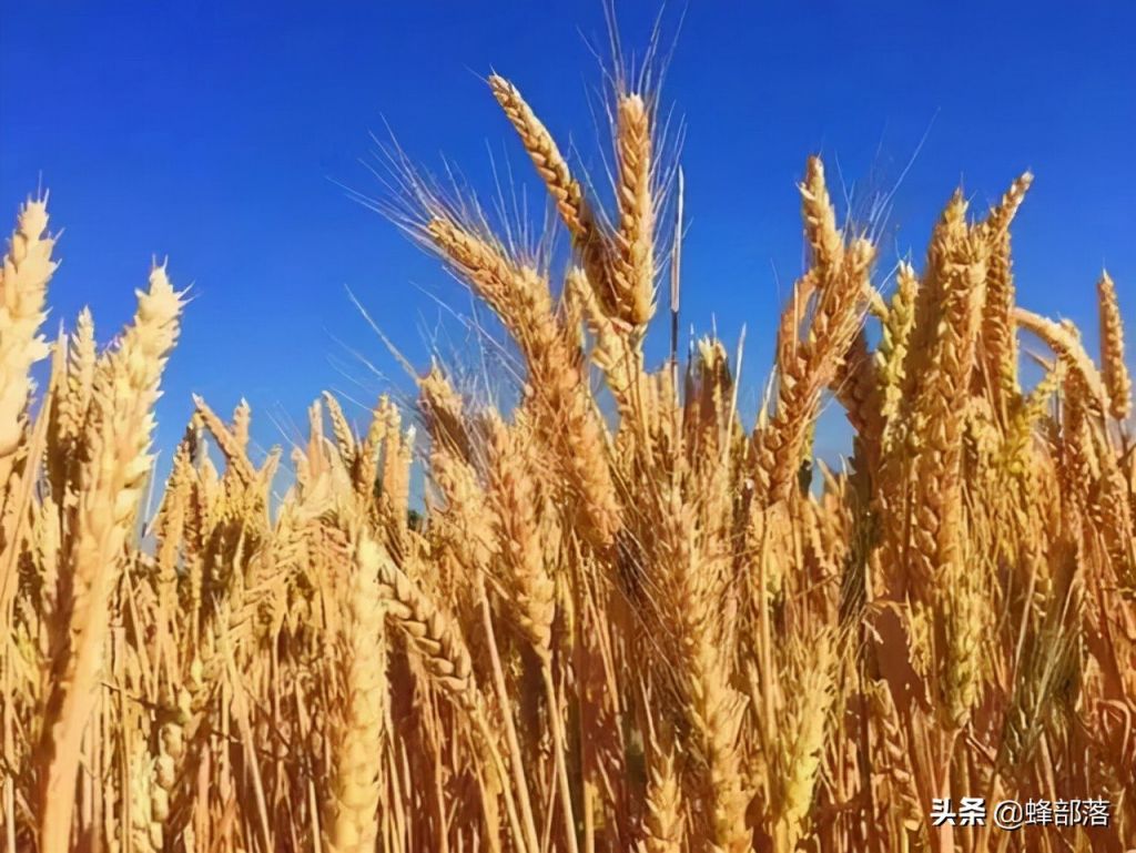 种植业什么最赚钱最有前景?（推荐3种亩产收入上万元农作物）