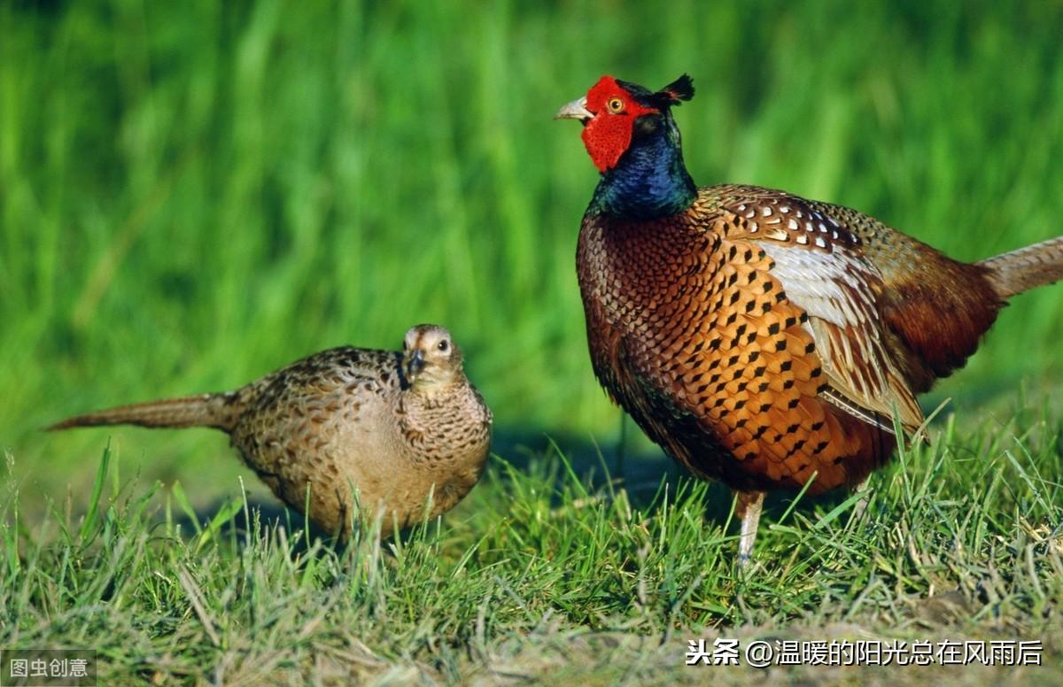 适合农村的小型养殖 十个农村养殖致富项目