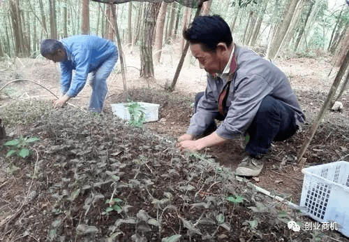 农村金线莲种植：6分地可以净赚9万元的特色种植，你敢种吗？