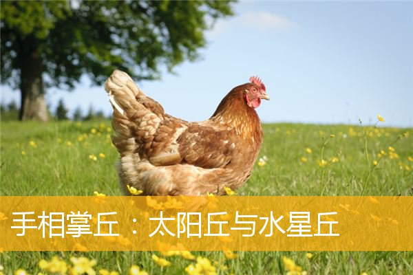 手相掌丘：太阳丘与水星丘