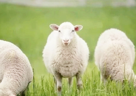 羊和龙的属相合不合 - 羊和龙婚配怎么样