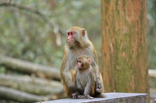 属猴亿万富翁出生时辰