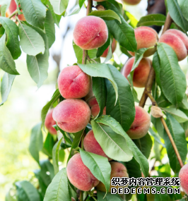 心理测试：渴了想摘哪个水果吃？测你即将要发生的好事是什么
