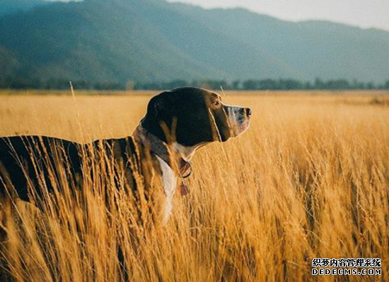 测你的同情心是否过于泛滥