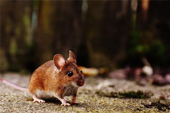 梦到大老鼠是什么意思 周公解梦大全查询