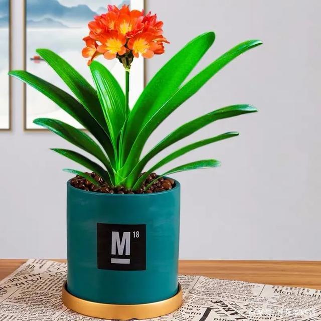 十二生肖2024年整体运势及运程