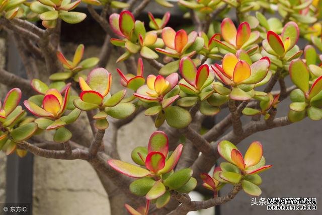旺财风水植物，家里养什么植物旺财？-风水学习