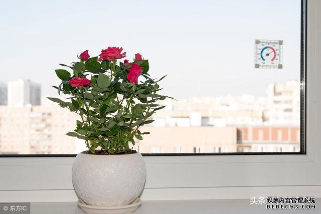 旺财风水植物，家里养什么植物旺财？-风水学习