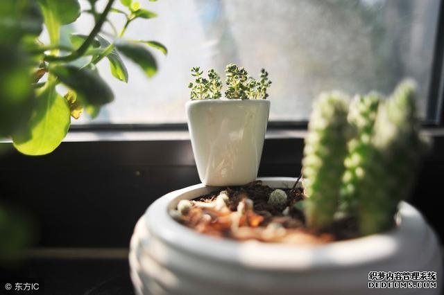 办公室盆栽风水，办公室盆栽摆放风水-易经培训-风水学习