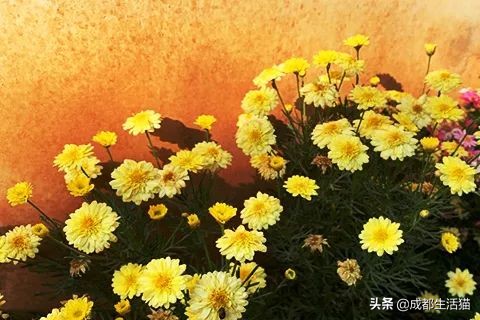 二胎准生证样本（二胎生育证明模板）