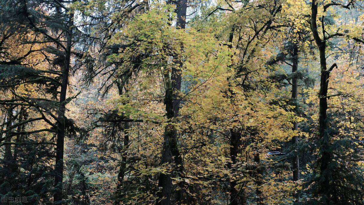 山林土地权属纠纷有关法律（农村山林纠纷处理依据问题）