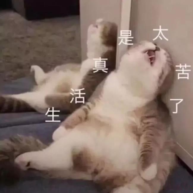 如何退保怎么退（自己退保流程）