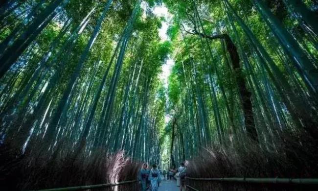 护照掉了怎么补办签证（国内补办护照流程）