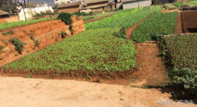 确权的土地可以继承吗（争议土地确权法律法规）