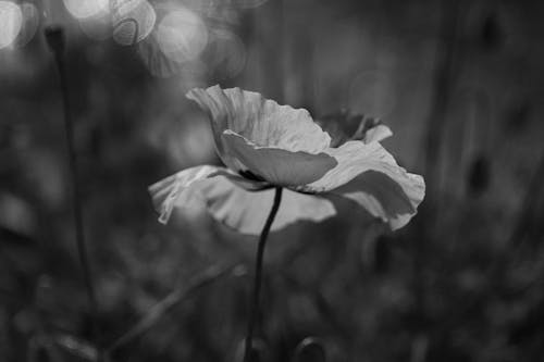 毒品原植物罪的法律制裁