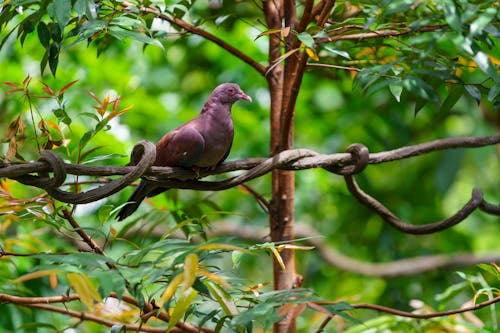 在网上发布虚假的资格认证服务，骗取受害人费用