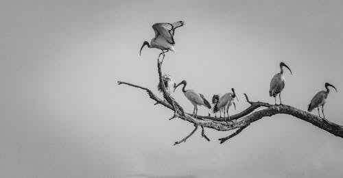 以虚假借贷平台为掩护，非法吸收公众存款，构成诈骗罪