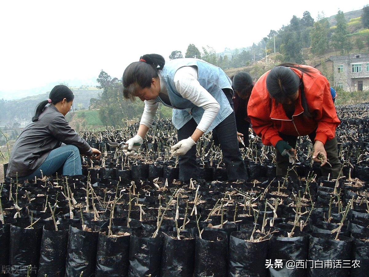 关于全面取消农业税（取消农业税的重大历史意义）