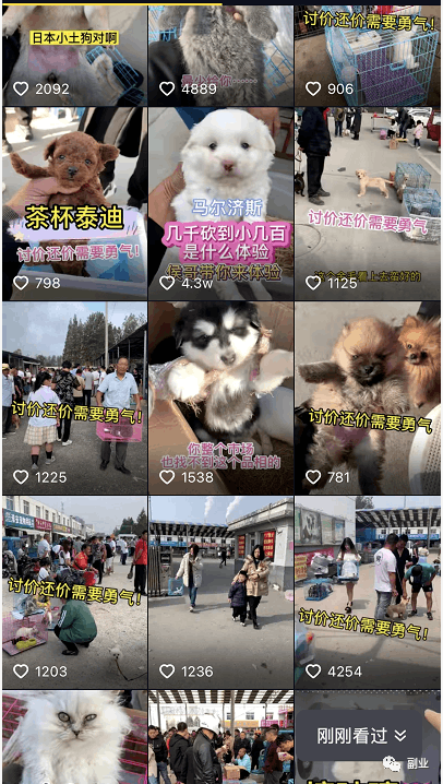 抖音快手卖猫咪狗狗项目，0成本空手套白狼副业，一分钱不花也能月入2万+