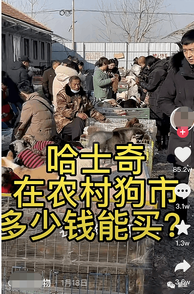 抖音快手卖猫咪狗狗项目，0成本空手套白狼副业，一分钱不花也能月入2万+