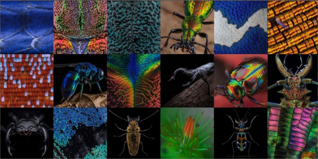  华硕电脑助力超微昆虫摄影展 领略 35 亿像素下的昆虫之美 