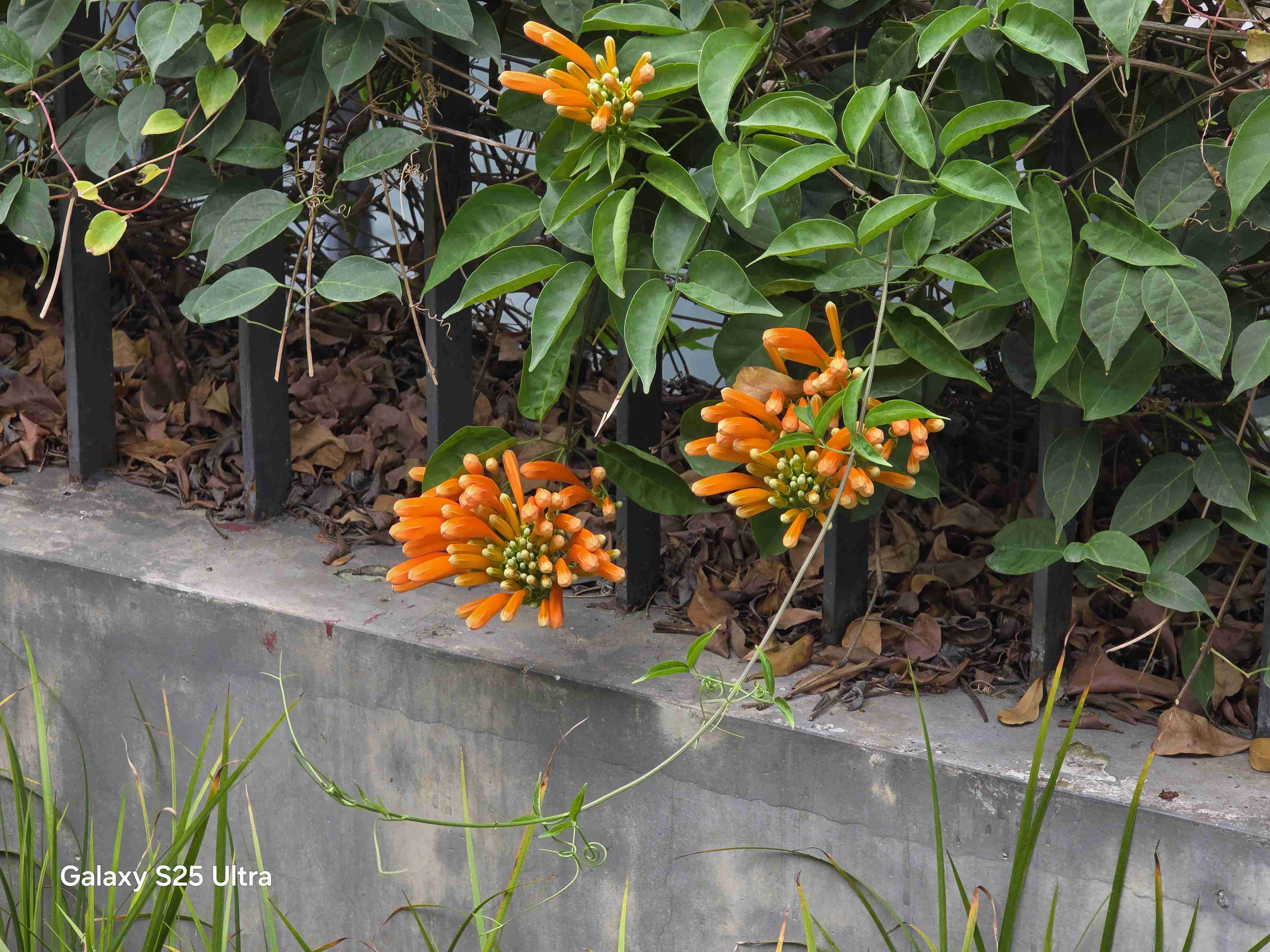 用了一个星期的S25 Ultra，我有这些体验想和你分享一下