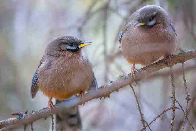  飞羽淬光 佳能 EOS R5 Mark II 生态摄影深度体验 